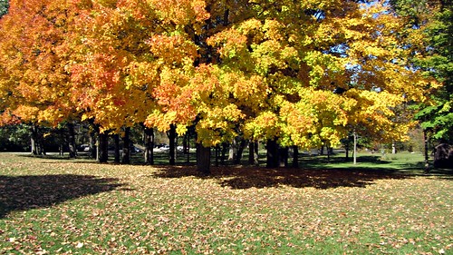 autumn trees orange color fall nature leaves yellow landscape hudsonmillsmetropark bestoffall2011