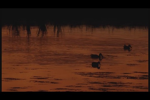 silhouette ducks sunriseautumnalbertaprairie
