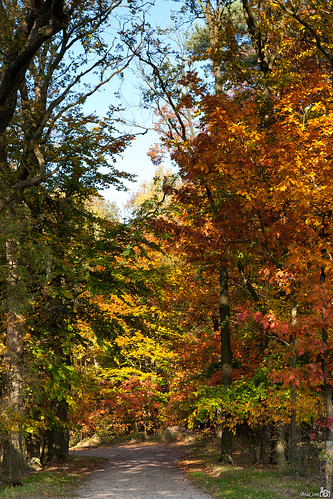 autumn trees fall netherlands bomen path herfst pad nederland venlo blackwater limburg velden natuurgebied zwartwater naturearea bracom bramvanbroekhoven