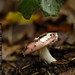 mushroom    MG 1802