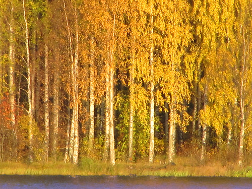 trees lake water yellow forest suomi finland october oulu birches vesi metsä puut lokakuu kuivasjärvi koivut keltaine