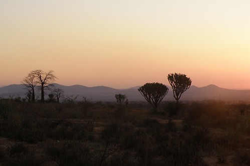 africa sunset euphorbia baobab tanznaia