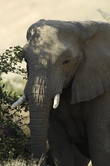 Desert elephant portrait