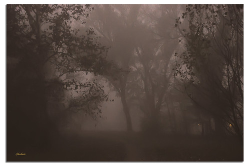 trees fog alberi forest milano nebbia sentiero pathway bosco ghostbuster sandonatomilanese nikond90 gigi49
