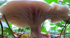 7190 large fungus