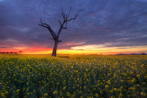 morning sky tree field sunrise australia victoria hdr canola youyangs specland tokina1116mmf28
