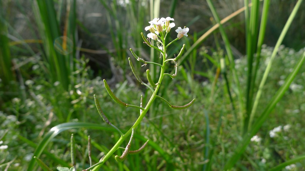 Watercress seed pods