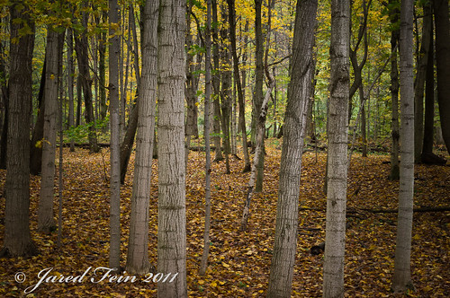 trees nature forest woods sewerdoc ©jaredfein ringexcellence