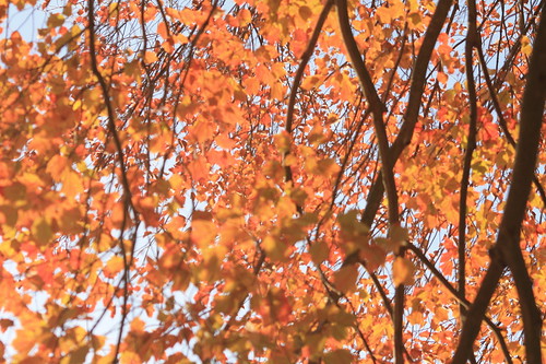 red color fall change leafes