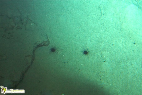 sea urchins deep sea exploration deep sea exploration passenger submarine roatan honduras