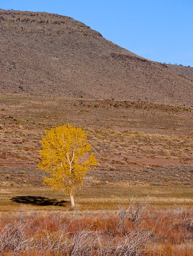 autumn sky tree landscape colorado hills sanluisvalley covelake conejoscounty