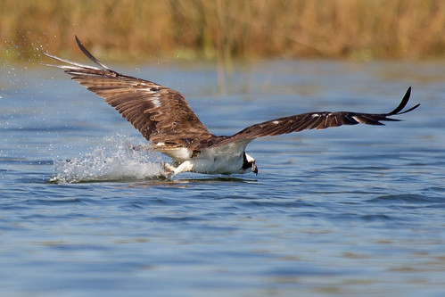 nature birds texas wildlife birding pasadena osprey kayakphotography gseloff horsepenbayou galvestonbayestuary