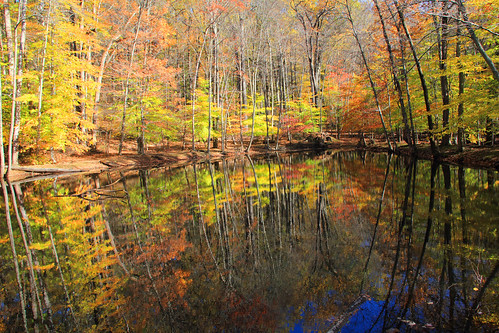 autumn nature foliage jockeyhollow morriscounty