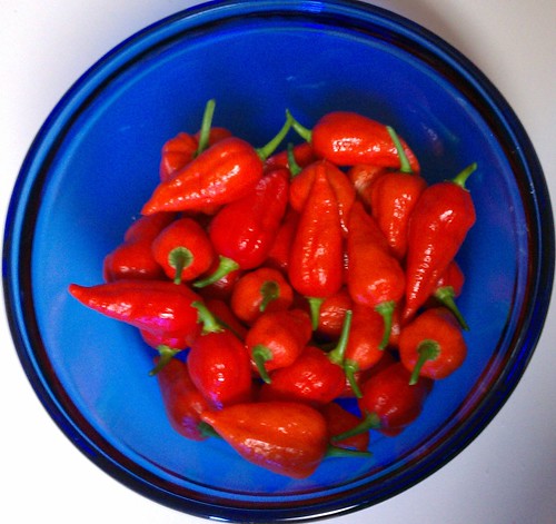 Fresh Ghost Peppers