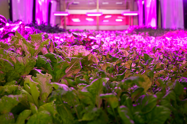 aquaponics bed