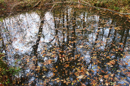trees fall nature water leaves reflections leaf forrest swamp natcheztrace