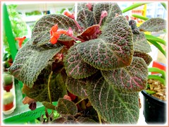 Episcia cupreata 'Kee Wee', an attractive hybrid with orange flowers