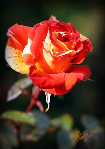 red ny newyork flower beautiful rose petals 7d upstatenewyork lovely variegation capitaldistrict centralparkschenectady mygearandme ringexcellence 100mmmacrof28lisusm musictomyeyeslevel1