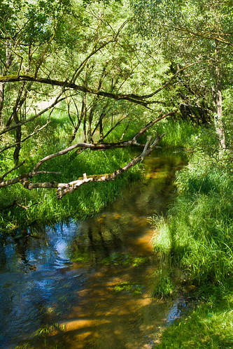 summer nature sony lithuania vasara lietuva gamta dzūkija sal16105 vietovės paklėštarė paklėštarėskaimas