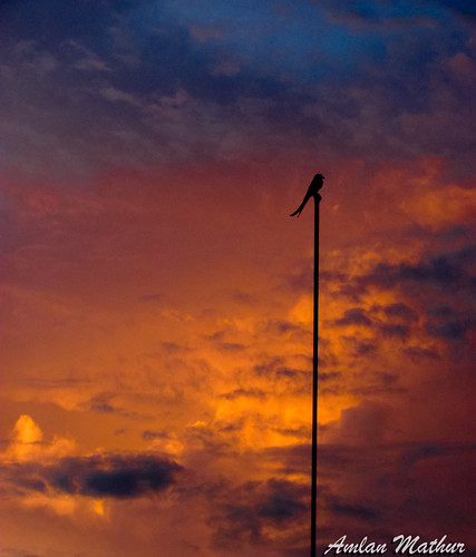 sunset sky india birds clouds canon xlri jamshedpur jharkhand sx120