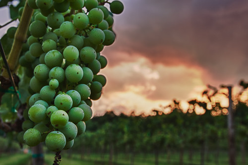 sunset rural vineyard vines wine maryland cpc grapes hdr grapevine princefrederick runninghare