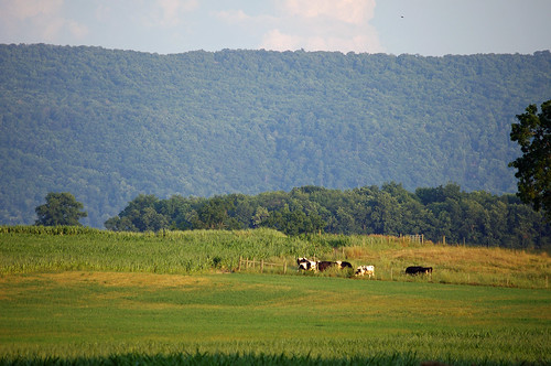 summer corn cows farm fields holstein