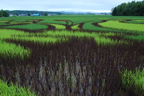 japan landscape hokkaido rice asahikawa