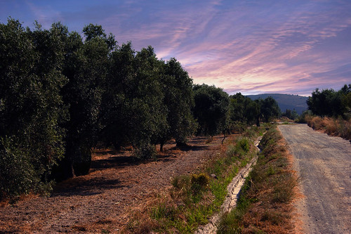 sky sunrise spain andalucia granada olivetrees alpujarra orgiva acequiea