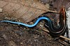<a href="http://www.flickr.com/photos/63048706@N06/6027778304/">Photo of Plestiodon elegans by Thomas Brown</a>