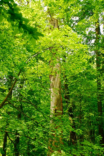 las nature forest landscape nationalpark poland polska natura krajobrazy bialowieskiparknarodowy białowieża