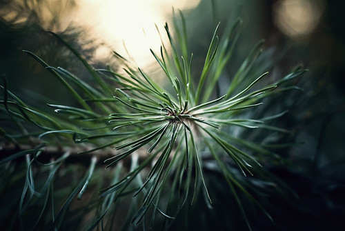 green pine 50mm nikon poland polska spikes f18d kalisz calisia d40x qmol