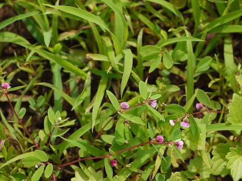 annual endemic herb euphorbiaceae spurgefamily euphorbiafamily castorfamily euphorbiaconcanensis chamaesyceconcanensis konkanspurge kokandudhi