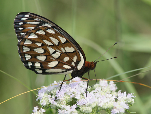 butterfly insect iowa fritillary warrencounty regalfritillary speyeriaidalia rollingthunderprairie