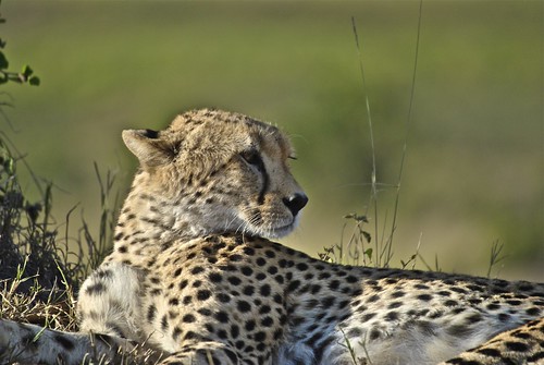 africa animal cat nikon kenya sigma safari mara cheetah masai masaimara duma acinonyxjubatus d3000