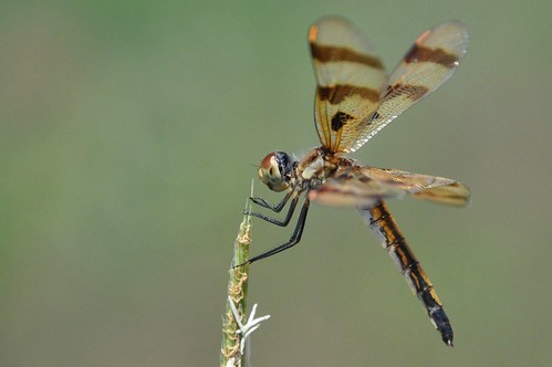 brown field grass yellow female bug insect wings eyes legs dragonfly bokeh stripes meadow perch odonata halloweenpennant celithemiseponina