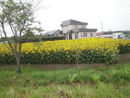 hokkaido sunflower 北海道 向日葵 ヒマワリ nakasatsunai 中札内 中札內