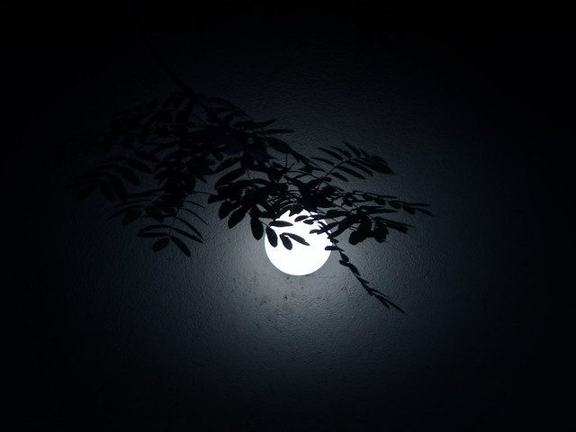 (221/365) Just the night