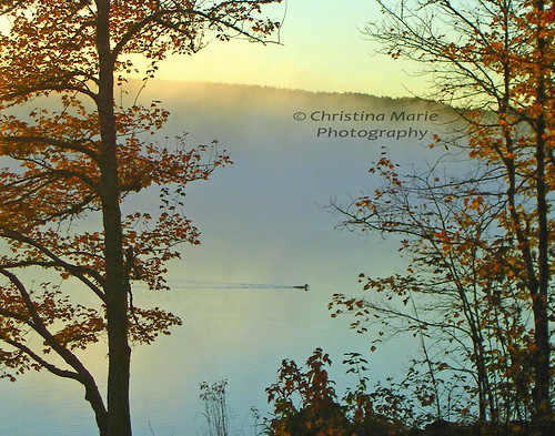 autumn trees mist lake fall nature fog sunrise loon