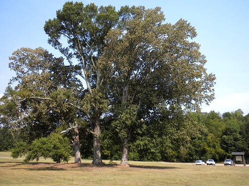 sky tree sc oak quercus view lawn foliage tall redcliffe aiken fagaceae beechisland