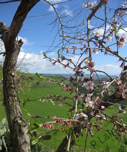 blue sky italy march countryside view blossom almond east fields sicily