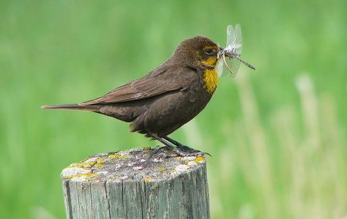 canada bc yellowheadedblackbird xanthocephalusxanthocephalus rockcreekbc yellowheadedblackbirdrockcreek