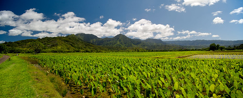 hawaii vacation taro hanalei panorama canon tse 24mm tilt shift bluesky green field cloud mountain farm kauai polarizer hoya itis lobster nomnom
