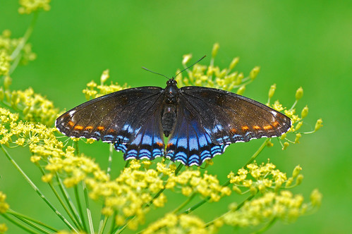 macro butterfly westernpennsylvania redspottedpurple avella