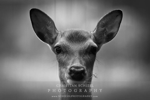 portrait bw animal deer orte reh mönchengladbach blackdiamond canon70200f28l flickraward spiritofphotography flickraward5 flickrawardgallery artistoftheyearlevel3 artistoftheyearlevel4