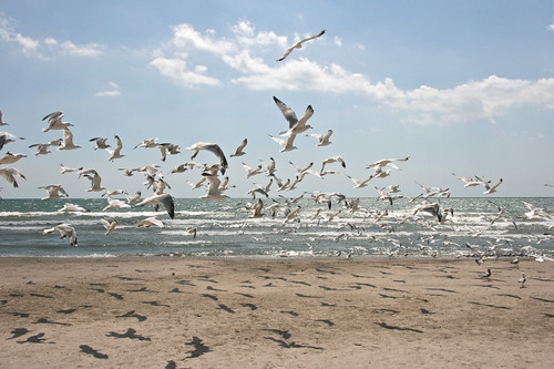 summer seagulls lake ontario beach water sand long cottage eire tiff