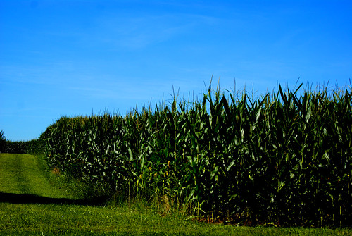 ohio summer green field corn farm sony august alpha skyblue circleville a230 2011 pickawaycounty