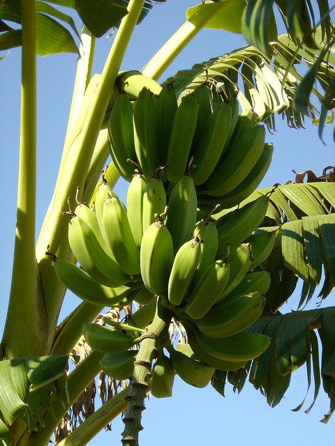 Banana tree, Malawi | Flickr - Photo Sharing!