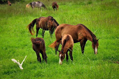 ranch horse florida foal ecosafari foreverflorida