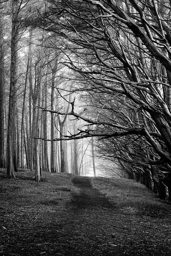 mist path bare trail walkingintothelight treesinthefog mossbeachca silverefexpro treeocean