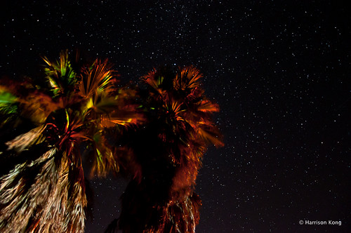 california star us catalina astrophotography palmtree catalinaisland astronomy nightsky twoharbors astrophoto santacatalina santacatalinaisland astrophotograph twoharbours palmtreesunderstarrysky